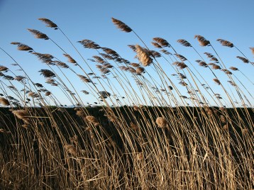 proceeds from ther father