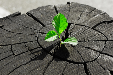 plant growing out of a tree stump